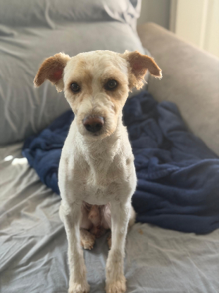 Adopter Canelo