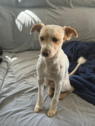 Adopter Canelo