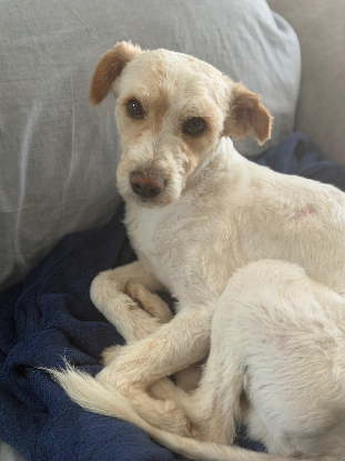 Adoption Canelo