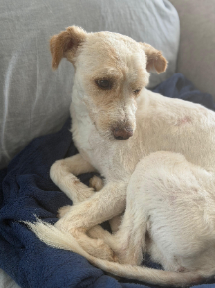 Adoption Canelo