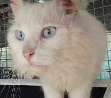 Adopter  chat : Eko