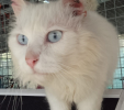 Eko