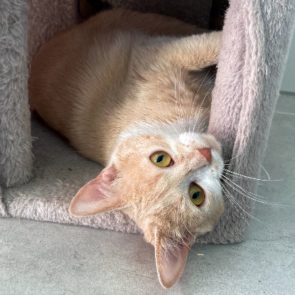 Adoption Guimauve