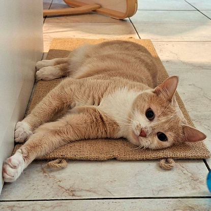Adopter Guimauve