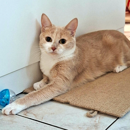 Adopter Guimauve