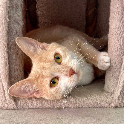 Adopter Guimauve