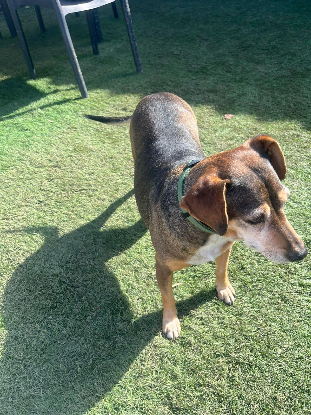 Adopter Lara