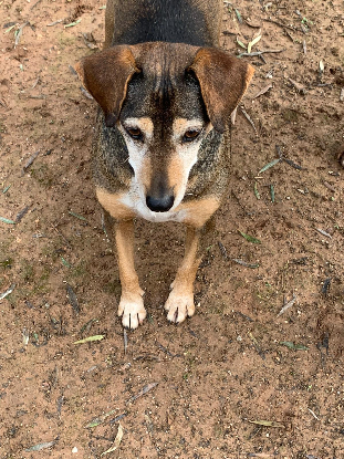 Adopter Lara