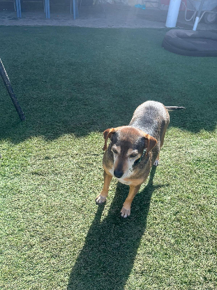 Adoption Lara