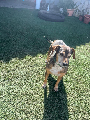 Adoption Lara