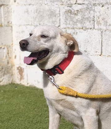 Adoption Miranda