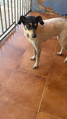 Adopter Maya