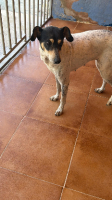 Adopter  chien : Maya