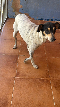 Adopter Maya