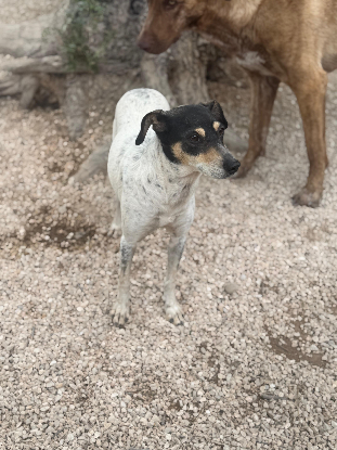 Adoption Maya