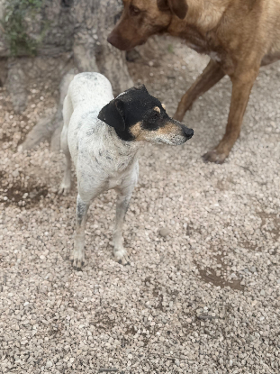 Adoption Maya
