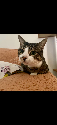 Adopter Newdell