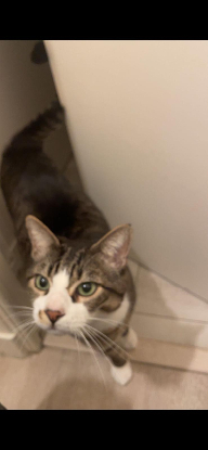 Adopter Newdell