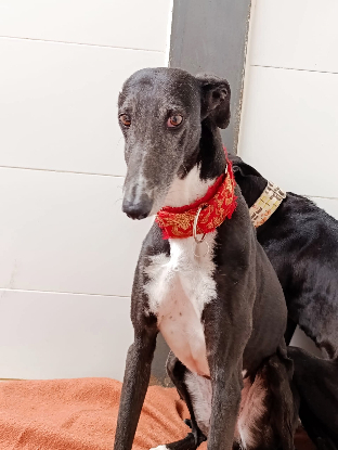 Adopter Ferit