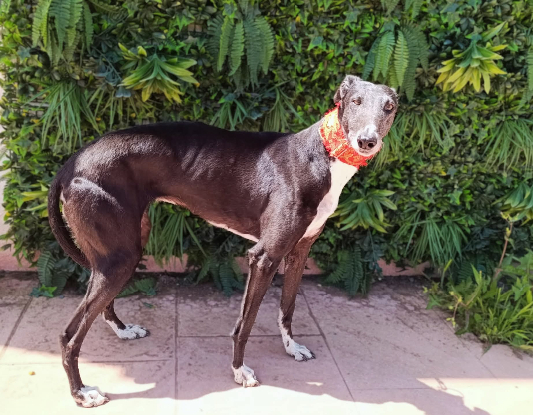 Adopter Ferit