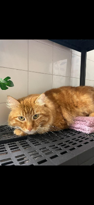 Adopter Shelby