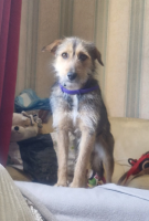 Adopter  chien : Shilow