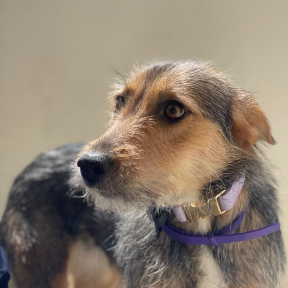 Adopter Shilow