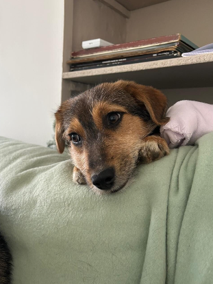 Adoption Shilow