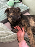 Adopter  chien : Romie