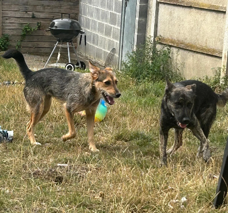 Adopter Romie