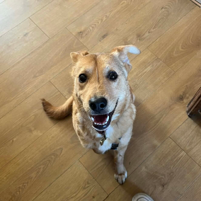 Adopter Angelina