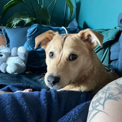 Adopter Angelina
