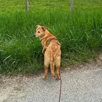 Adopter Angelina