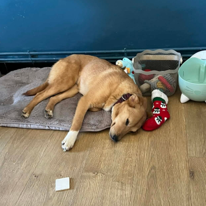 Adoption Angelina