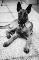 Adopter  chien : Bucky