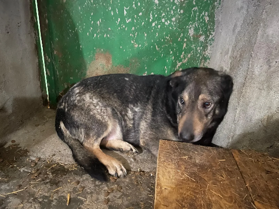 Adopter Zack