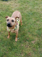 Adopter  chien : Eve