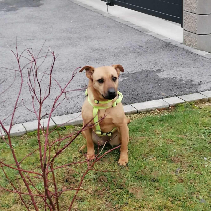 Adopter Eve