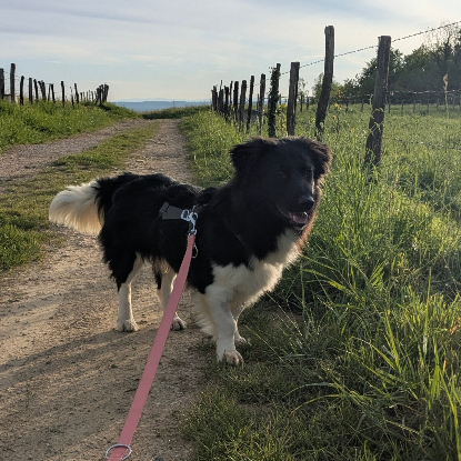 Adopter Pollux