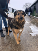 Adopter  chien : Bucky