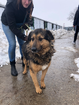 Adopter Bucky