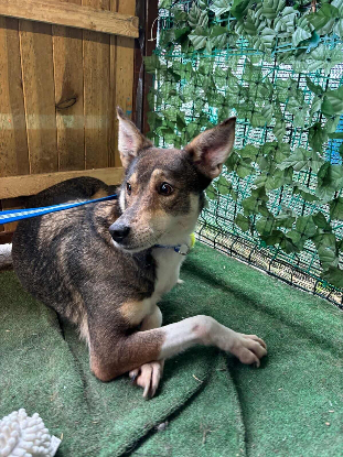 Adopter Destiny