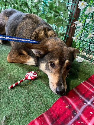 Adopter Destiny