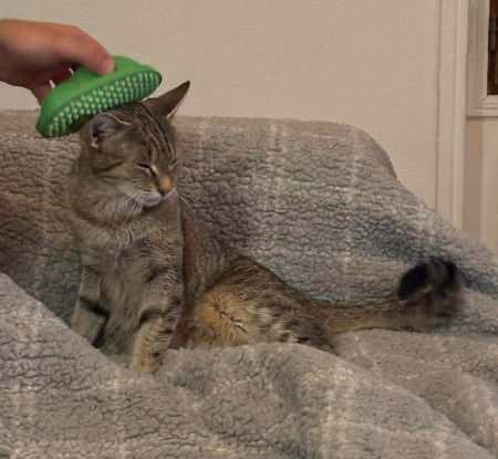 Adoption Patty et selma