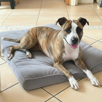 Adopter Maya