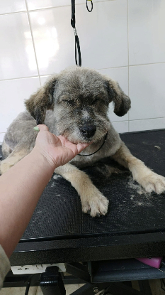 Adopter Carla