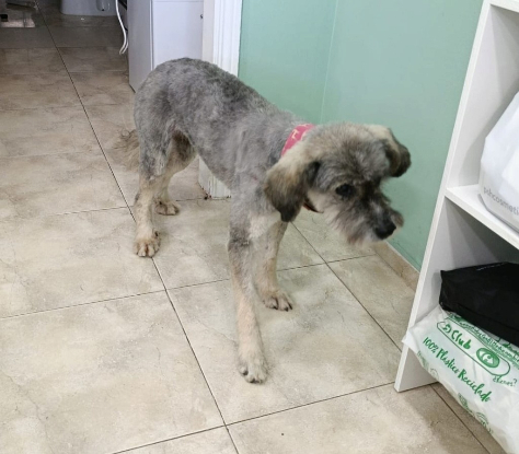 Adopter Carla