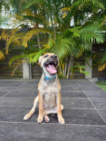 Adopter  chien : Megara