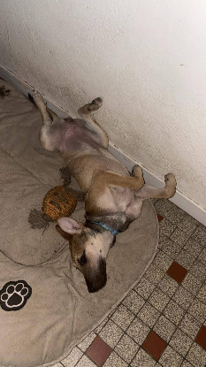 Adopter Megara