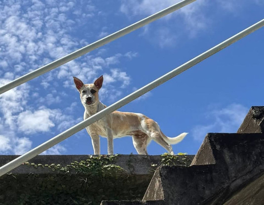 Adopter Jaya